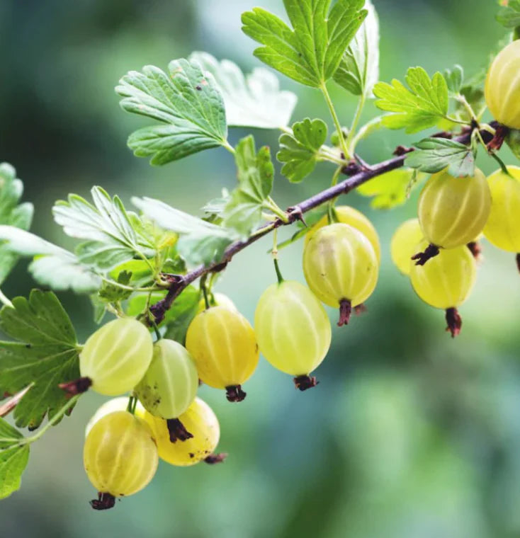 Green gooseberries on a branch with leaves against a blurred green background