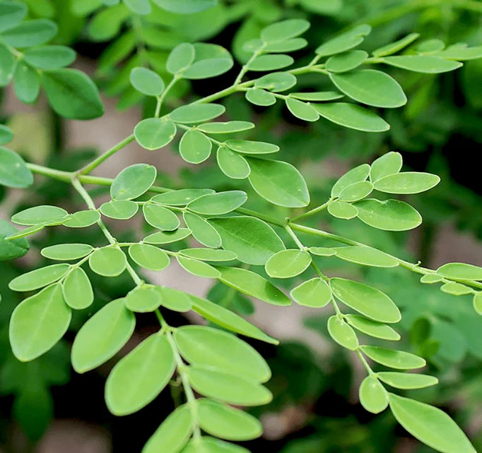 Close-up of green leaves with a blurred natural background