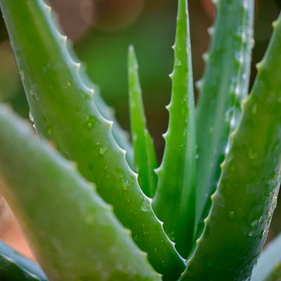 Close-up of a green aloe vera plant with water droplets on its leaves.