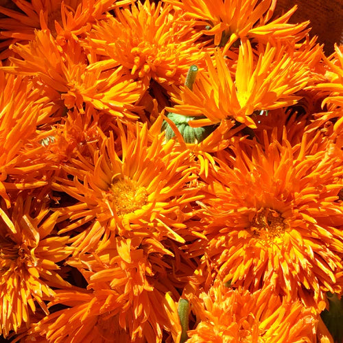 Close-up of bright orange flowers with a blurred background
