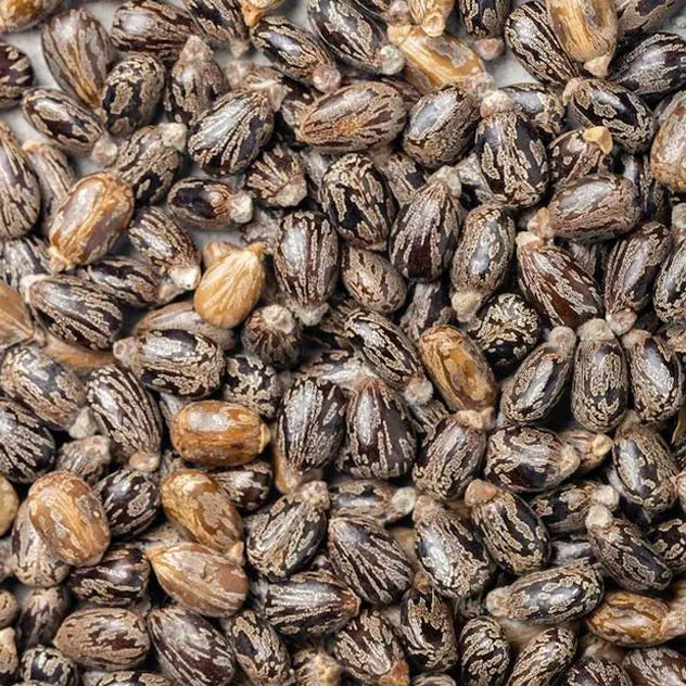 Close-up of a pile of brown and black seeds