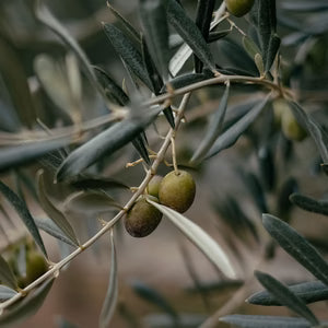 Green olives on an olive branch with a blurred background