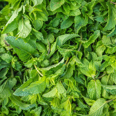 Close-up of fresh green mint leaves
