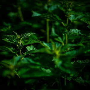 Close-up of green leaves with a dark background