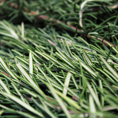 Close-up of green rosemary leaves